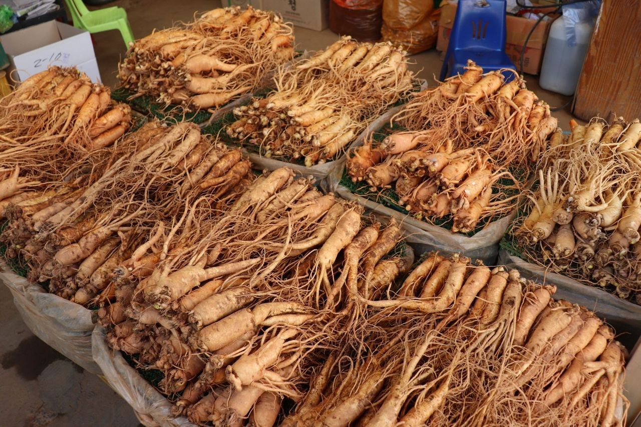 Hình ảnh củ nhân sâm Hàn Quốc được lựa chọn kỹ lưỡng để làm quà tặng.