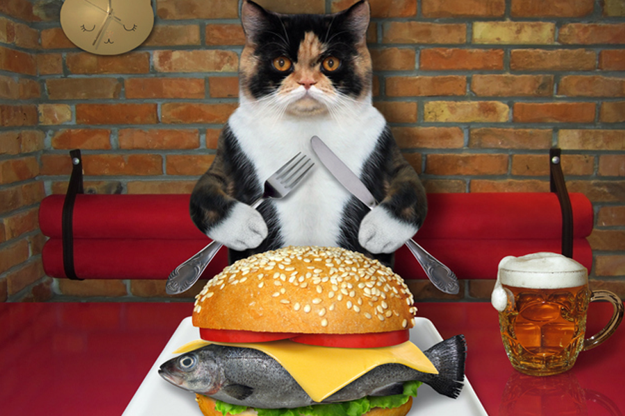 貓以餐刀叉準備吃生魚片的畫面，形容把貓看著魚是不安全的選擇。
