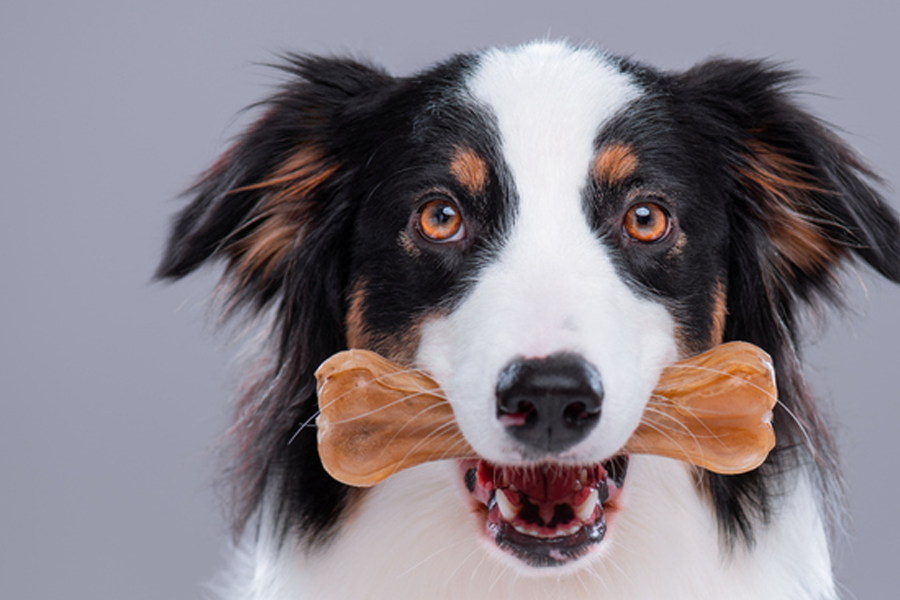 抱著確保骨頭不被他人幹擾的狗，象徵在吃飯時別去打擾。
