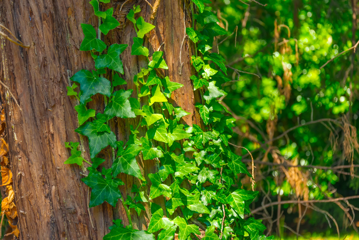 屋子周圍有常春藤代表韓國文化中的好運，象徵未來的美好。