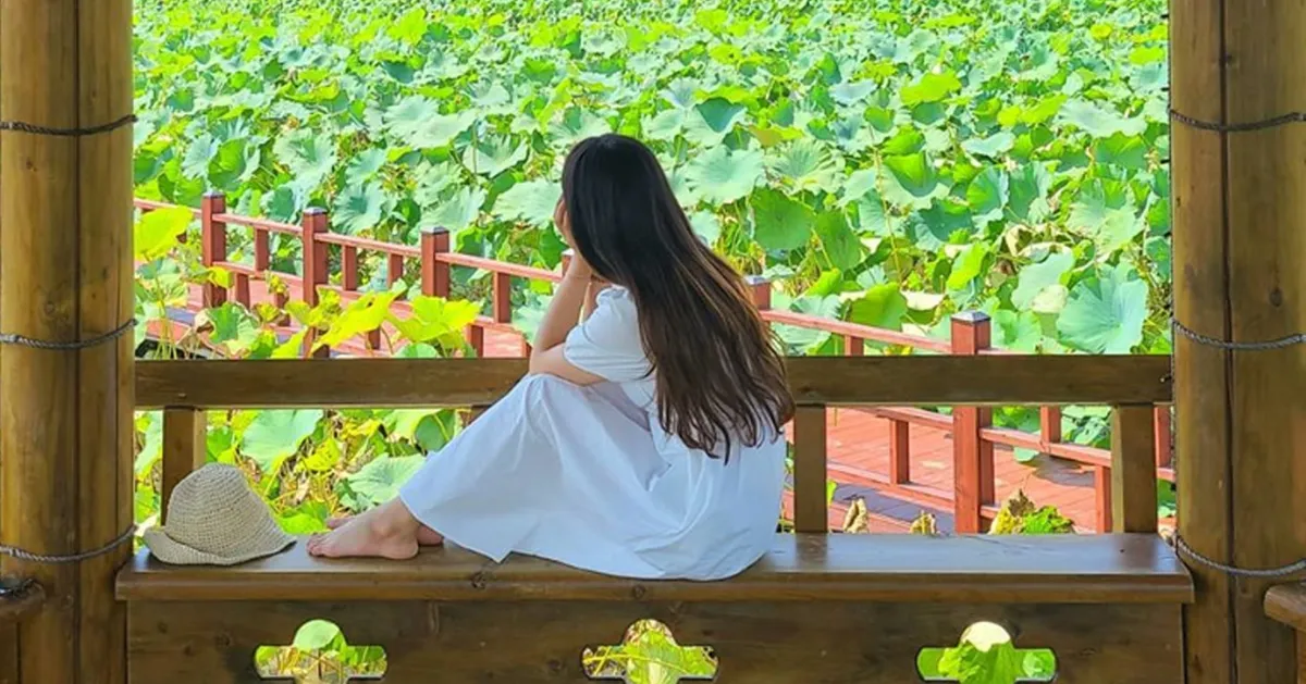 一个穿白色长裙的女子坐在韩国传统凉亭内，凝视远处的荷塘，享受宁静的自然美景。