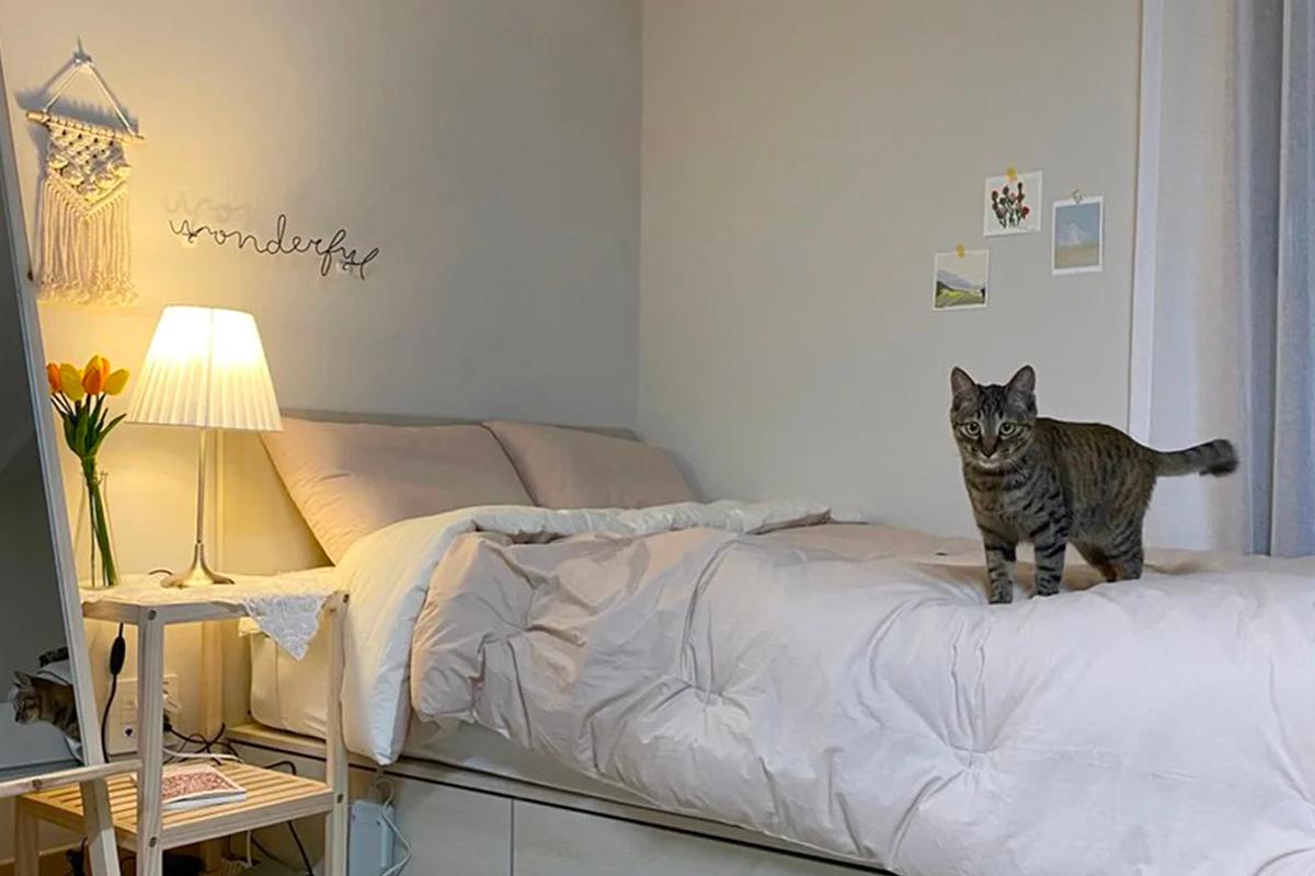 小件裝飾物品與植栽的使用，在韓風房間設計中展現出個性化的陳列美學，達到輕鬆且和諧的整體感受。