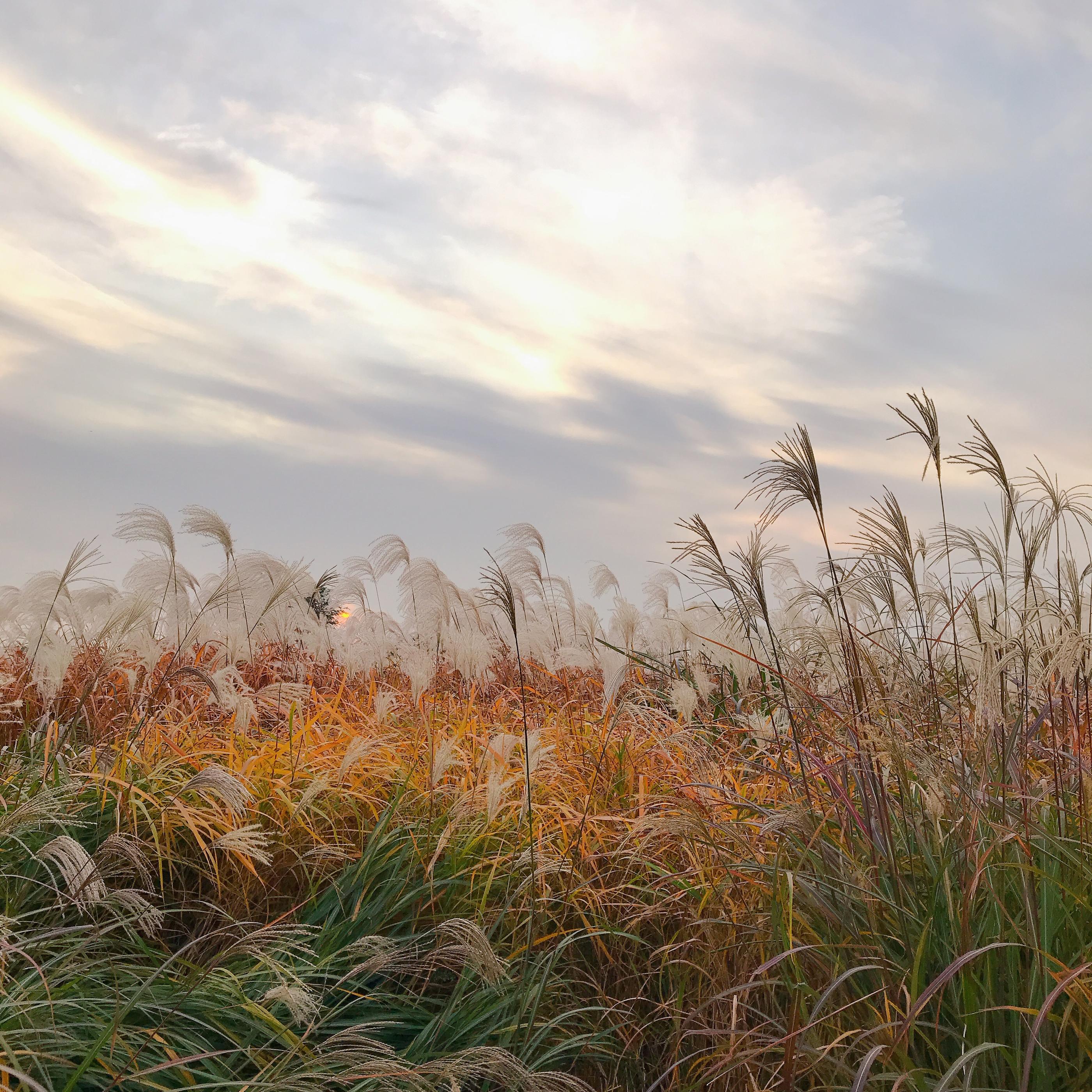 must do activities in Korea in fall, pink muhly grass at sky park
