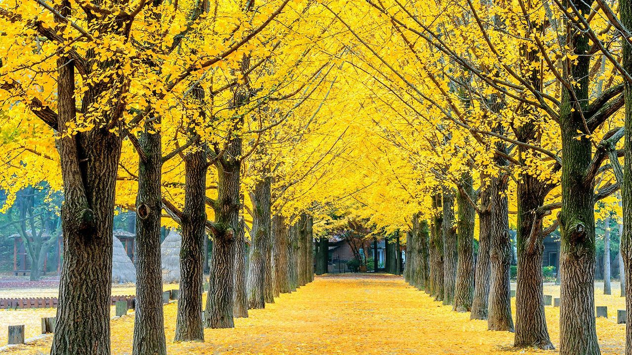 must do activities in Korea in fall, gingko trees at Nami Island