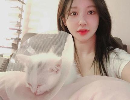 白猫がピンクのクッションの上で寝ている様子。