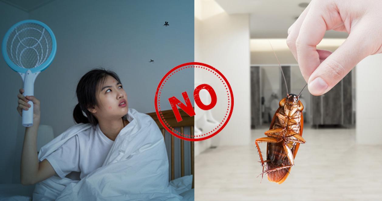 Tổng hợp cách diệt gián, muỗi ở Hàn Quốc đơn giản mà hiệu quả