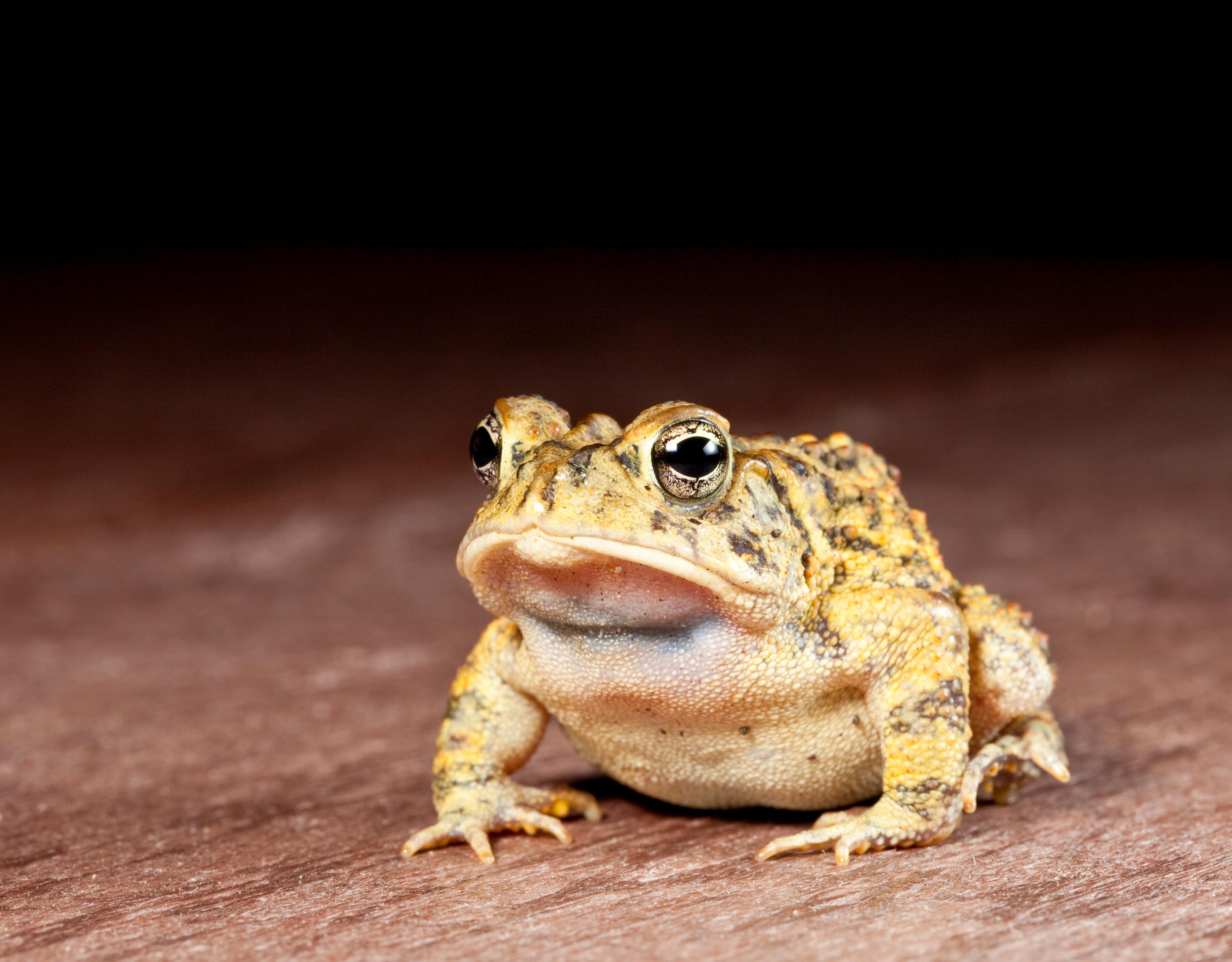 Dreams Of Toads, Radishes And Houses On Fire? Fortune Might Be Coming Your Way! How Koreans Interpret Their Dreams!