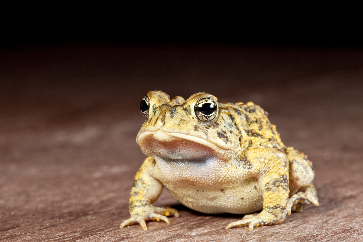 一隻蛤蟆坐著，背景是棕色的木地板，象徵韓國夢境的幸運。