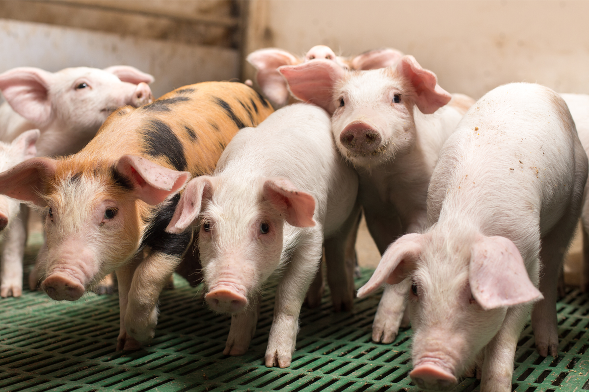 一羣豬站在一起，代表在韓國夢境中出現豬可能象徵財運。