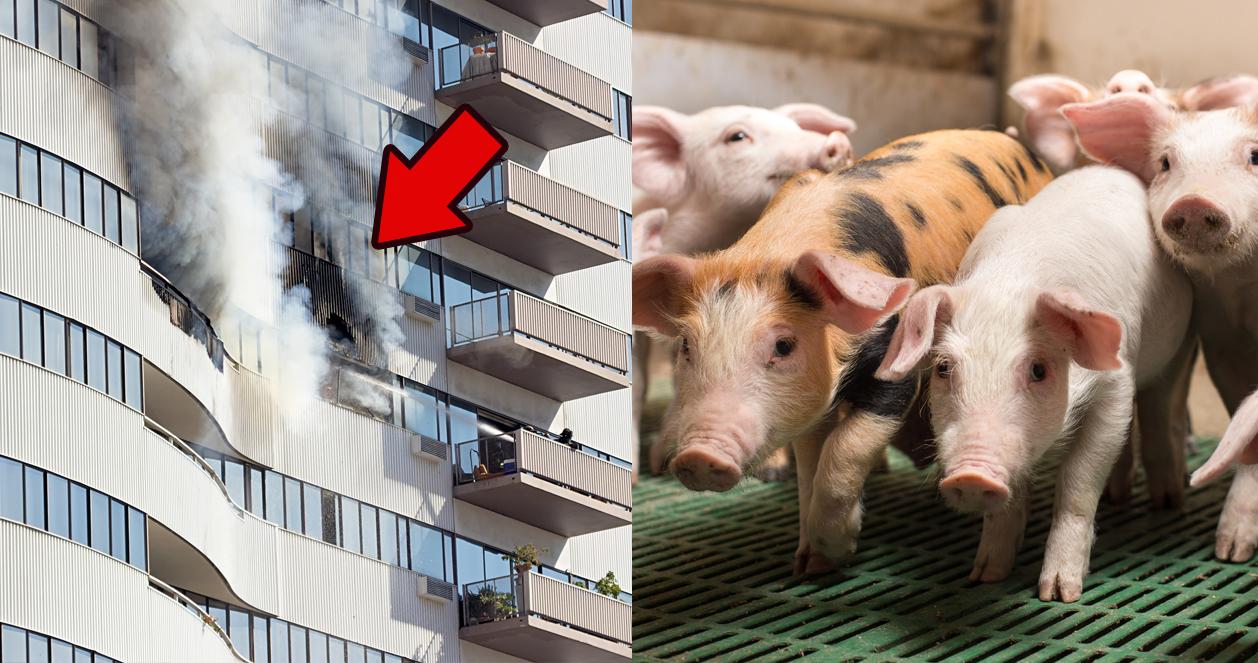 10 giấc mơ mang đến tiền tài, may mắn theo quan niệm của người Hàn