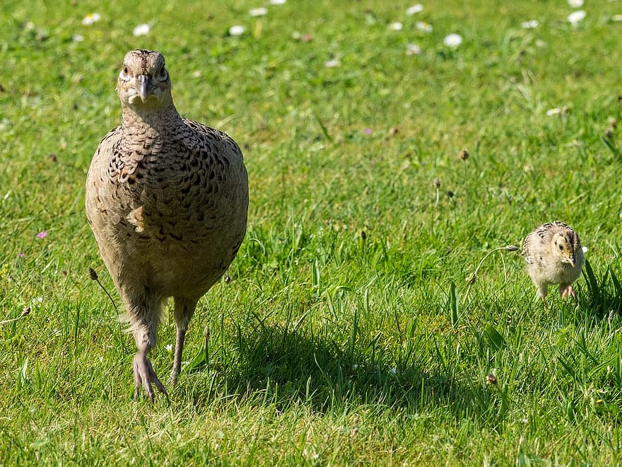 Interesting Korean Aphorisms, Let