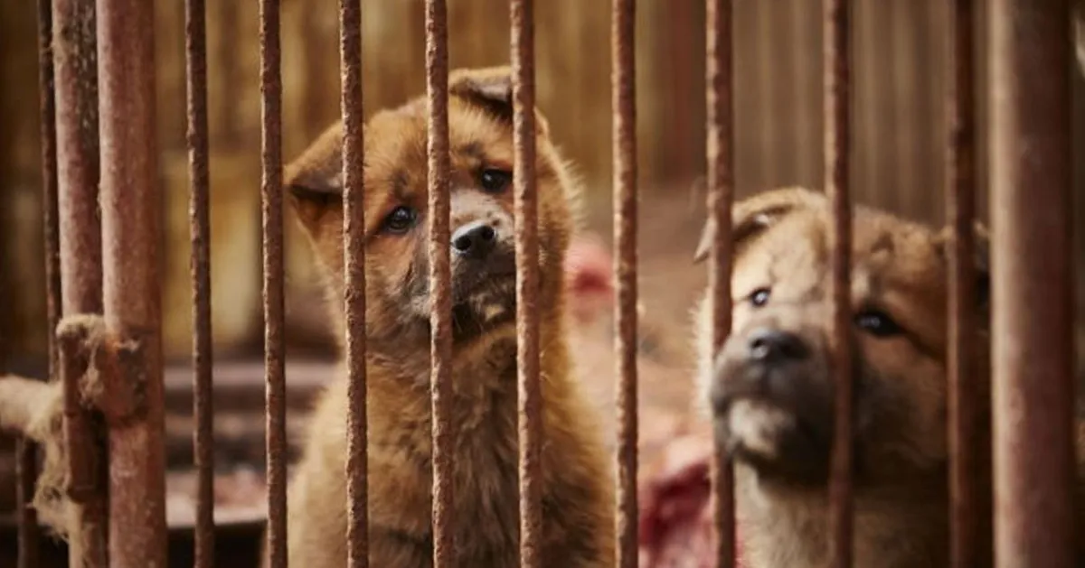 籠子內的兩隻小狗，臉對著鏡頭顯得哀傷。