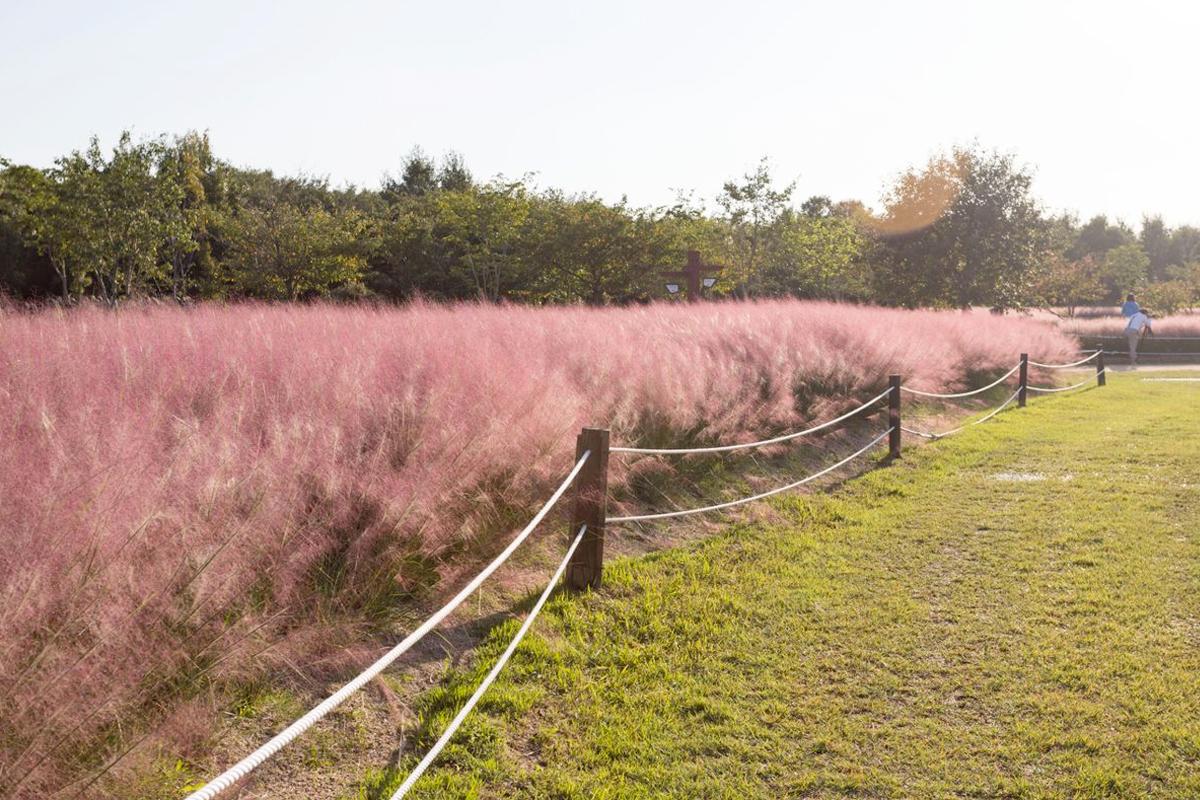beautiful scenery of pink muhly grass at busan eunsukdo