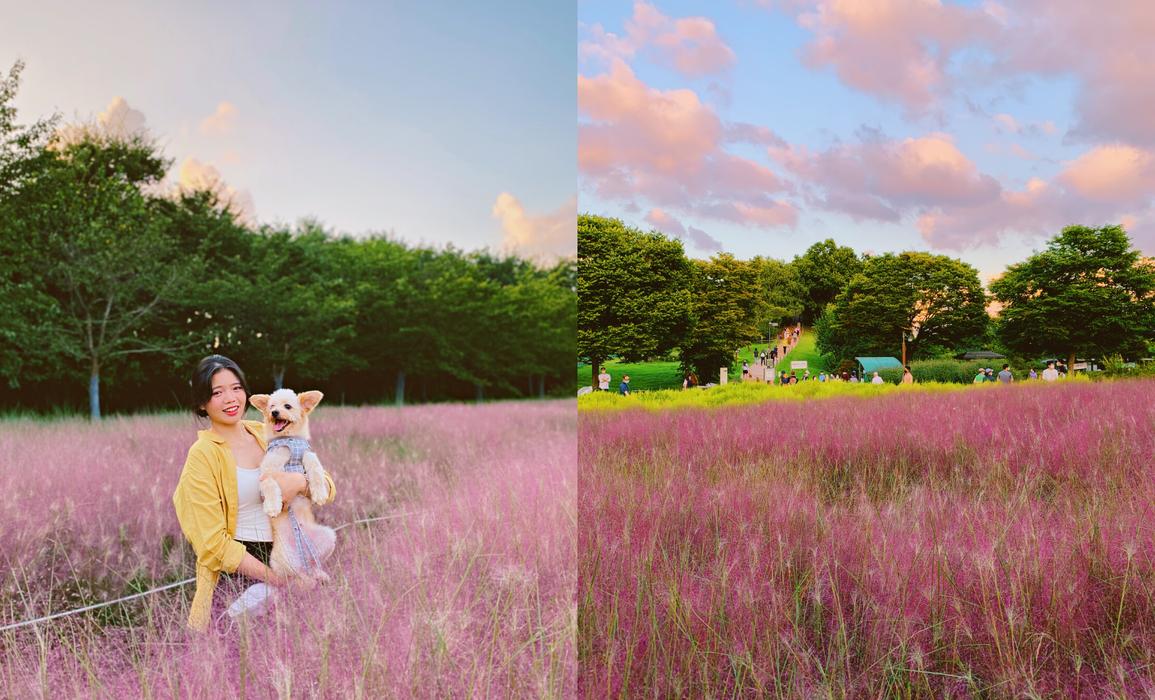 Creatrip: Tổng hợp 7 địa điểm ngắm cỏ hồng đẹp nhất Hàn Quốc mùa thu