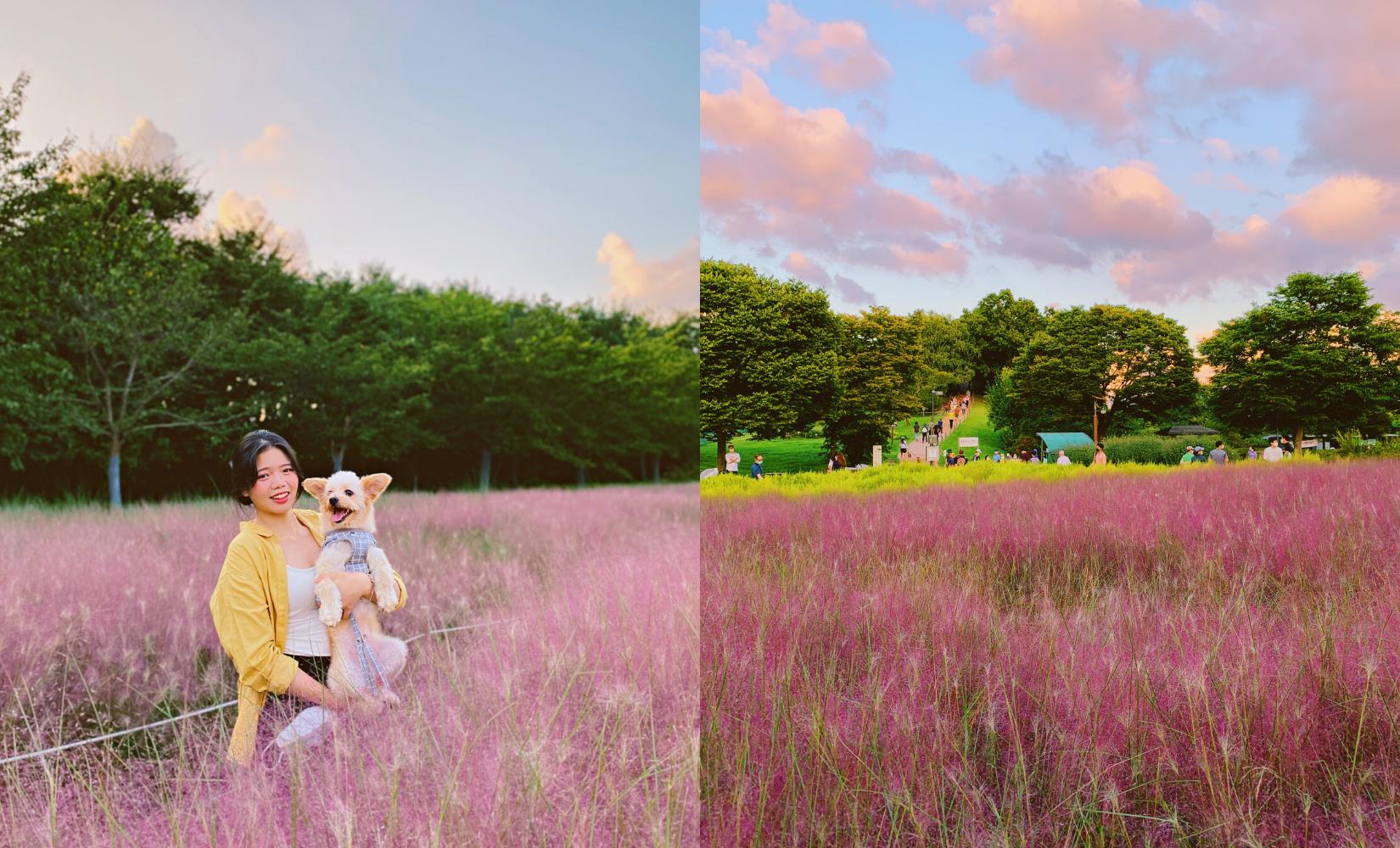 Tổng hợp 9 địa điểm ngắm cỏ hồng đẹp nhất Hàn Quốc mùa thu 2023