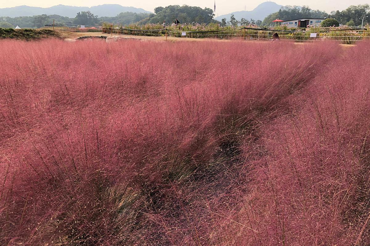 seoul haneul park fields filled with beautiful pink muhly grass