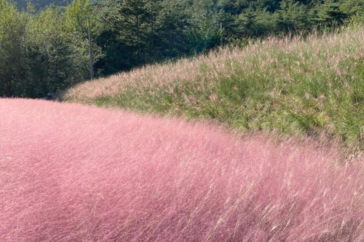 Gochang | KKOCHGAE PROJECT, pink muhly grass fields in october in korea