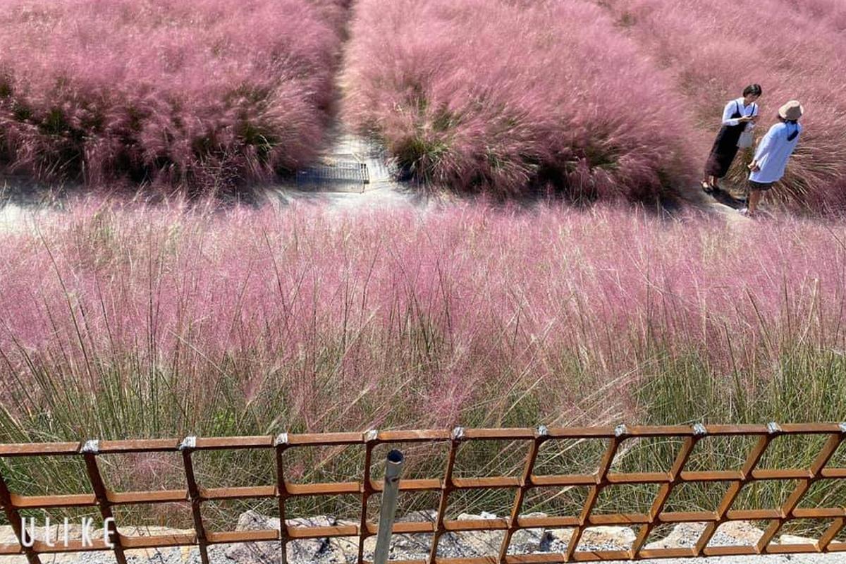 october pink muhly grass fields in korea in Gochang