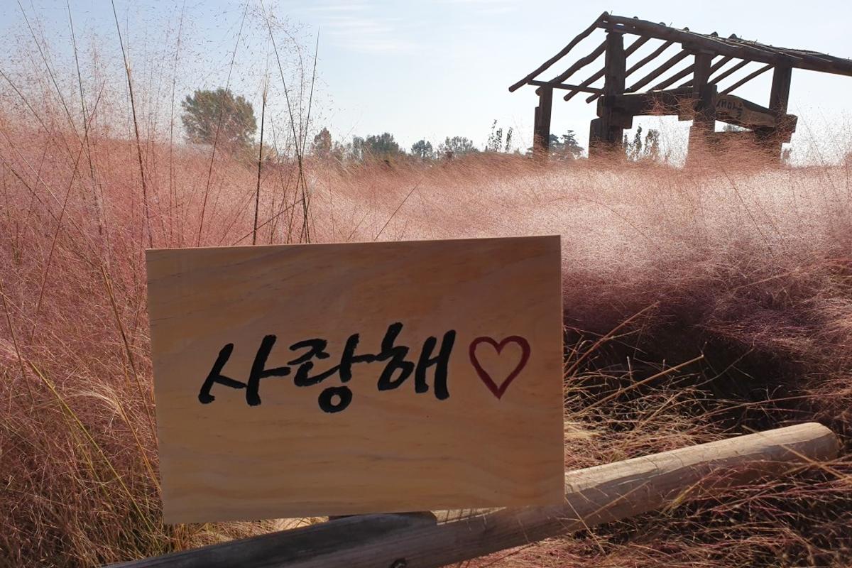 pyeongtaek, romantic location where you can see pink muhly grass fields