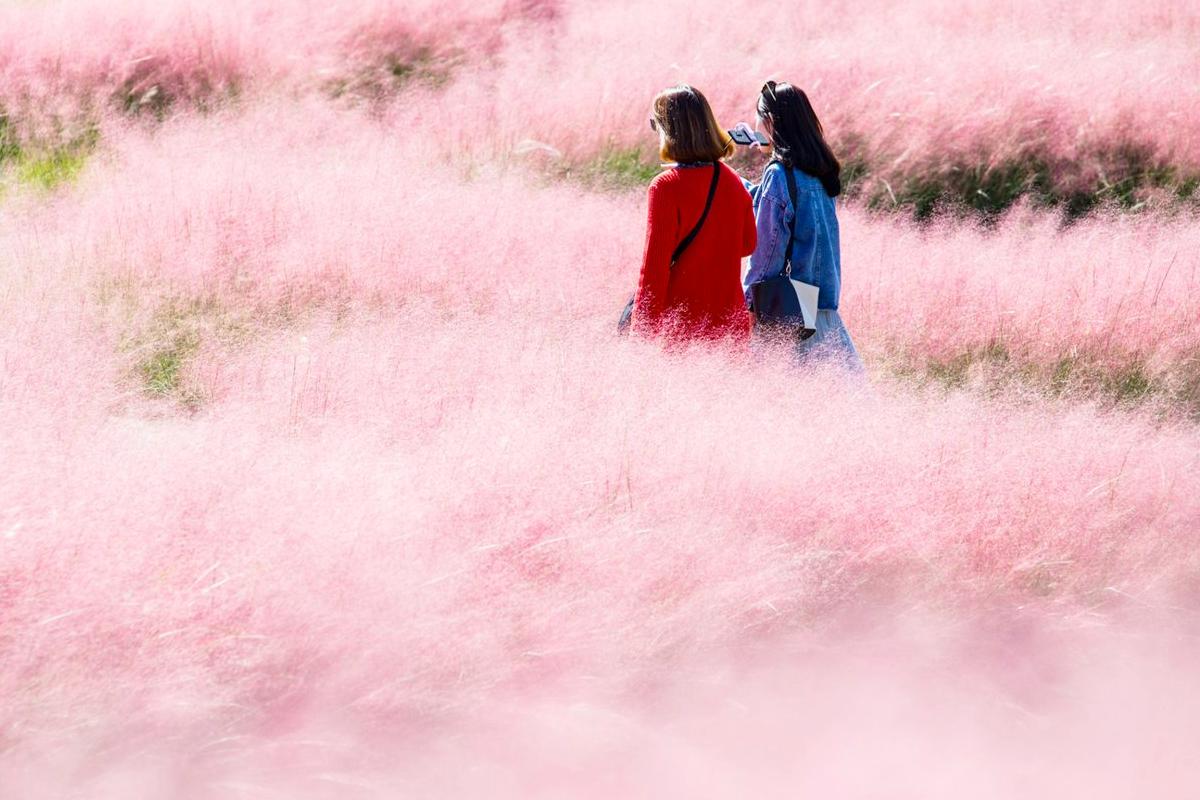 two girls walking into a stunning pink muhly grass field in daejeo ecological park near gimhae international airport
