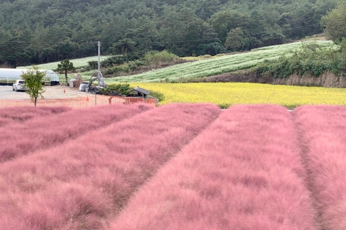 Gochang | KKOCHGAE PROJECT, pink muhly grass fields in korea