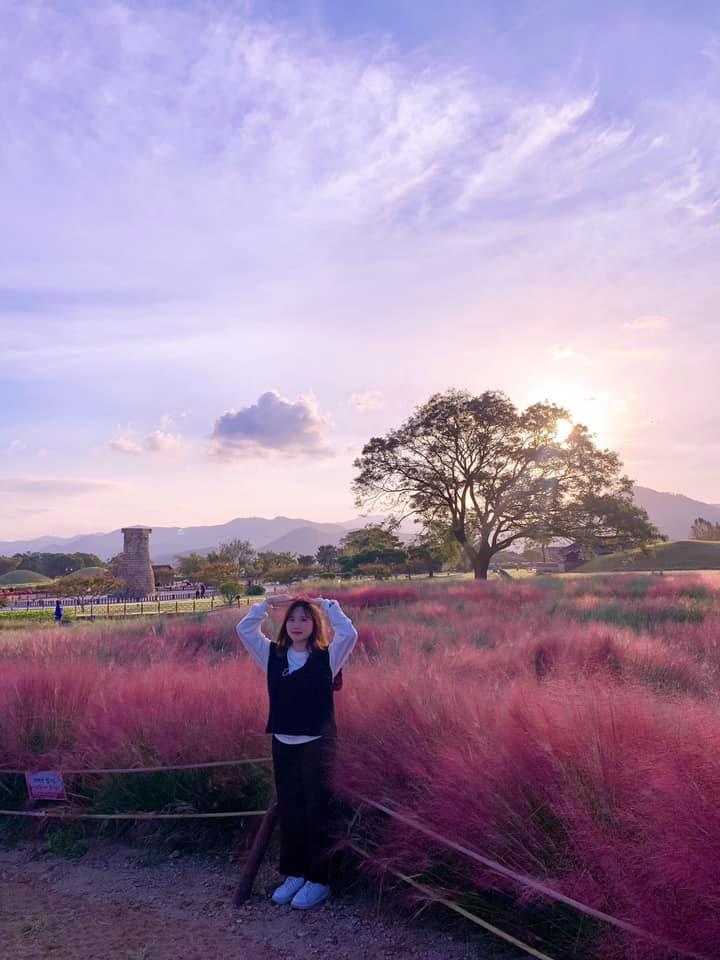 gyeongju field filled with pink muhly grass, a historic site with a scenery