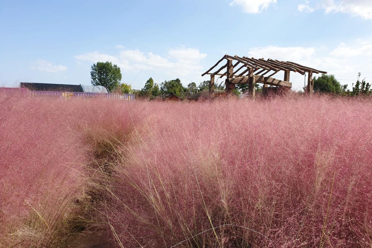 baramsae village in pyeongtaek filled with pink muhly grass