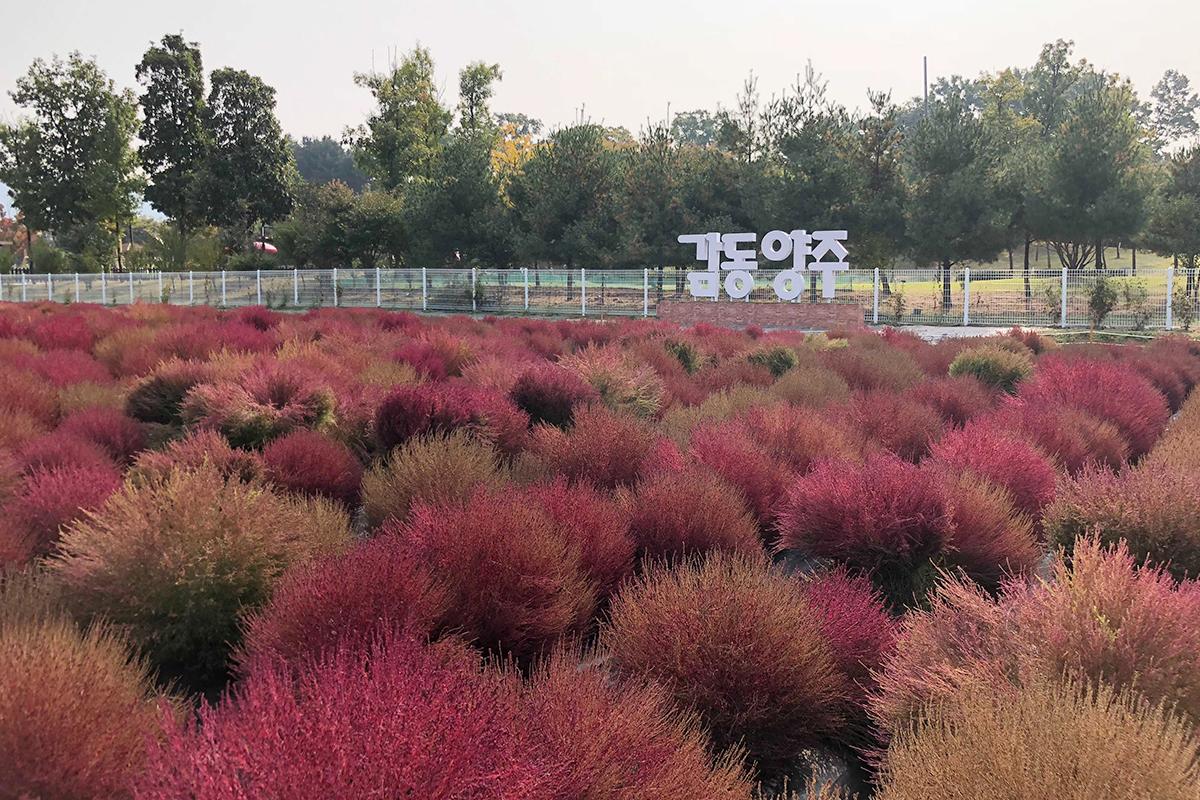 pink muhly grass in seoul, korea, a must-see in october