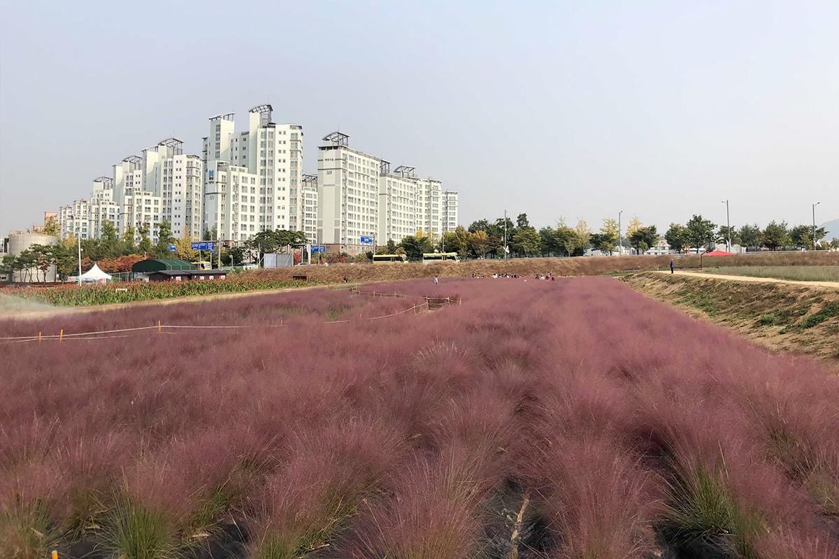 seoul scenery of haneul park filled with pink muhly grass