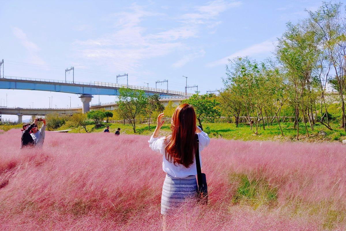 a girl posing in the pink muhly grass field at daejeo ecological park