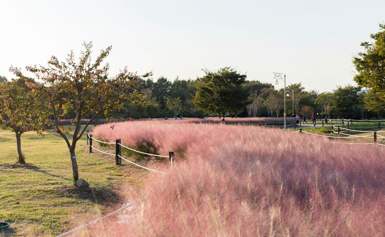 eunsukdo, busan filled with pink muhly grass, a definite must-visit in october!