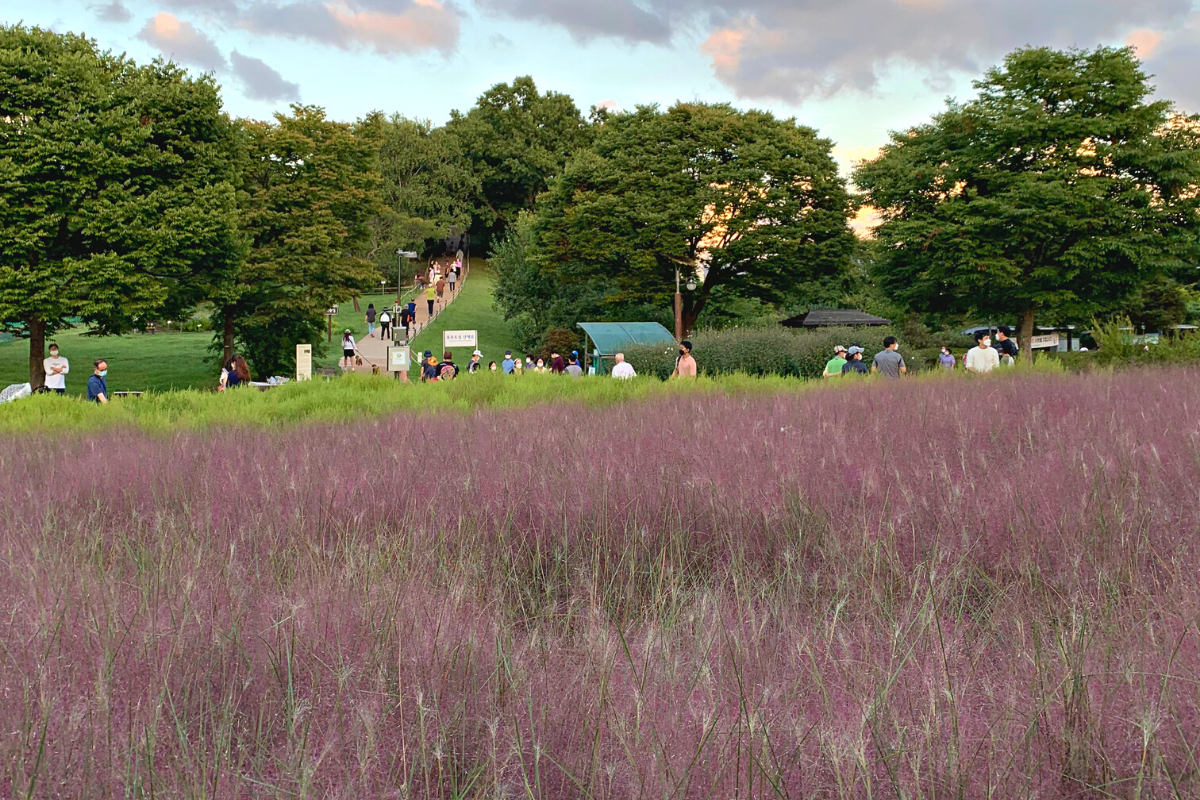 ทุ่งหญ้า pink muhly สีชมพูในสวนโอลิมปิก กรุงโซล เกาหลีใต้ พร้อมผู้คนที่กำลังเยี่ยมชมในฤดูใบไม้ร่วง