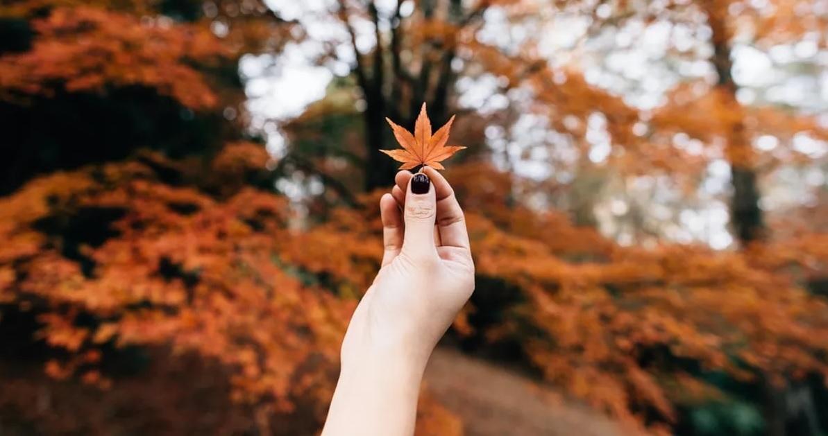 มือถือใบเมเปิ้ลท่ามกลางฉากใบไม้เปลี่ยนสีส้มในฤดูใบไม้ร่วงที่เกาหลีใต้เพื่อสัมผัสบรรยากาศธรรมชาติที่งดงาม