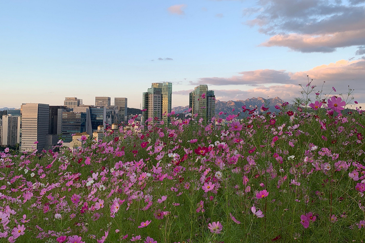 韓国のソウル市内で桜が咲く春の景色。