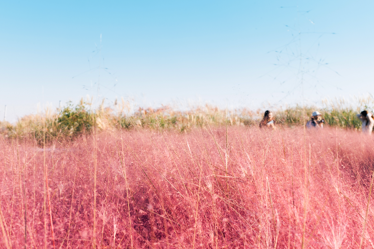 秋の季節に韓国のピンクミューリーの草原。