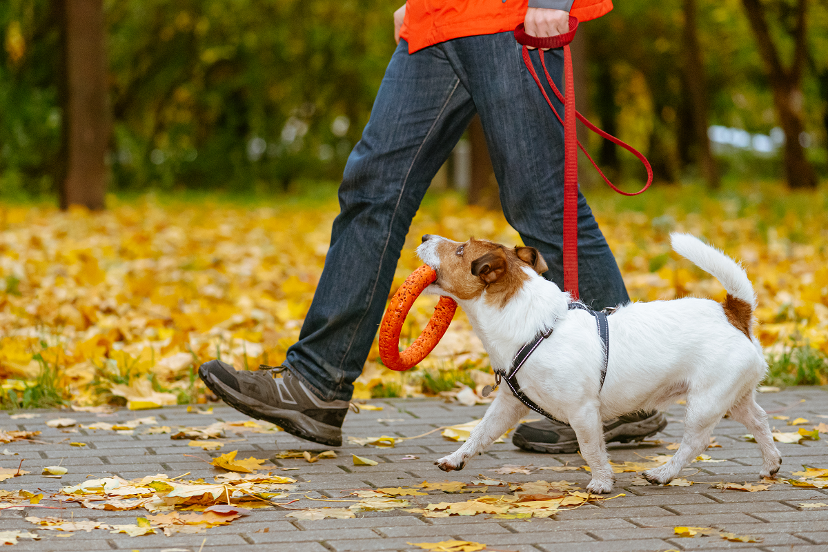 草原でじゃれあうパグの子犬たち。