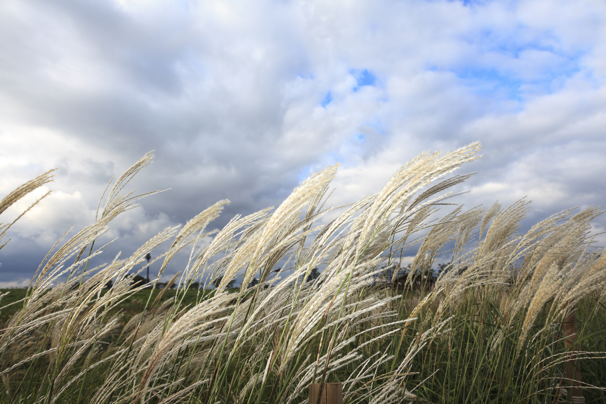 青空の下で揺れるススキの風景。