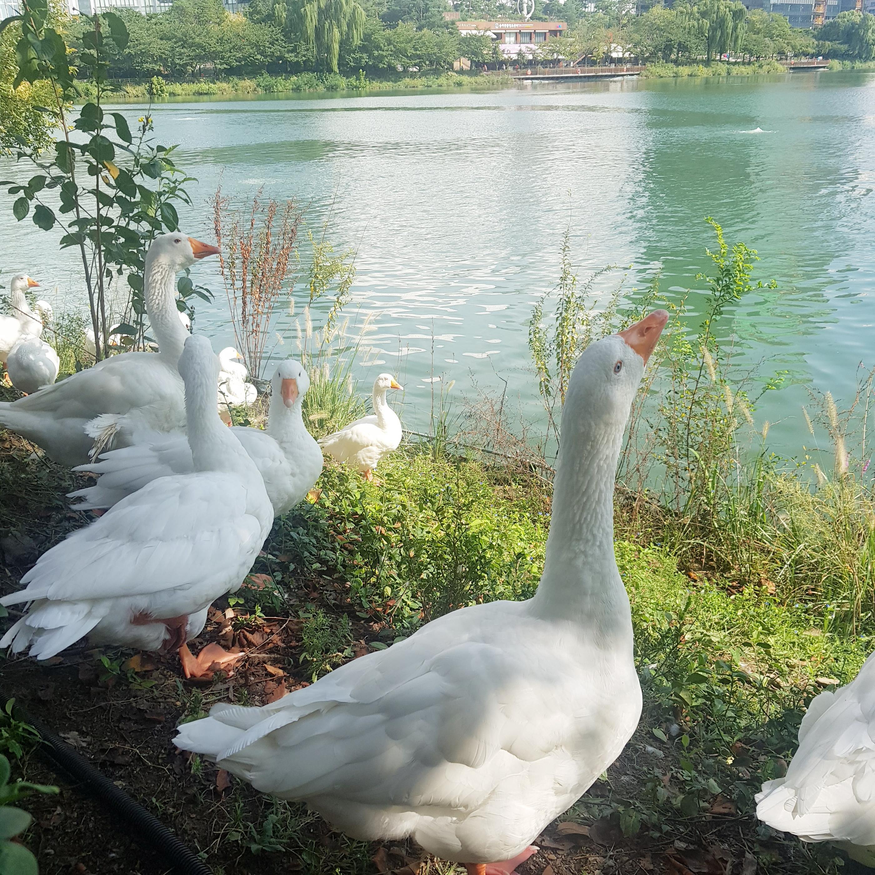 韓国、韓国の遊園地、ロッテワールド、ロッテワールドタワー、ロッテワールドモール、ソクチョンホス、韓国の湖、韓国のカフェ