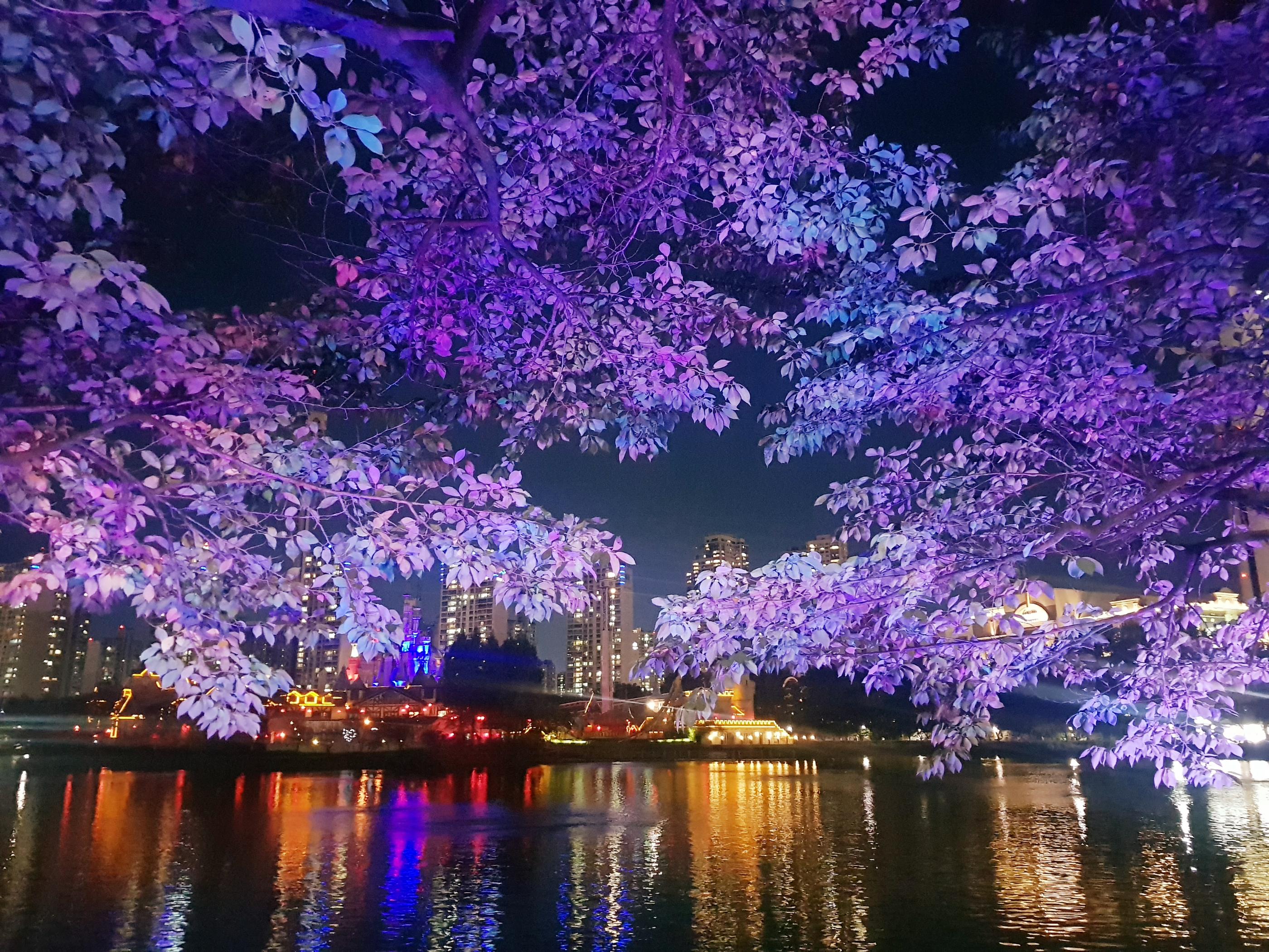 韓国、韓国の遊園地、ロッテワールド、ロッテワールドタワー、ロッテワールドモール、ソクチョンホス、韓国の湖、韓国のカフェ