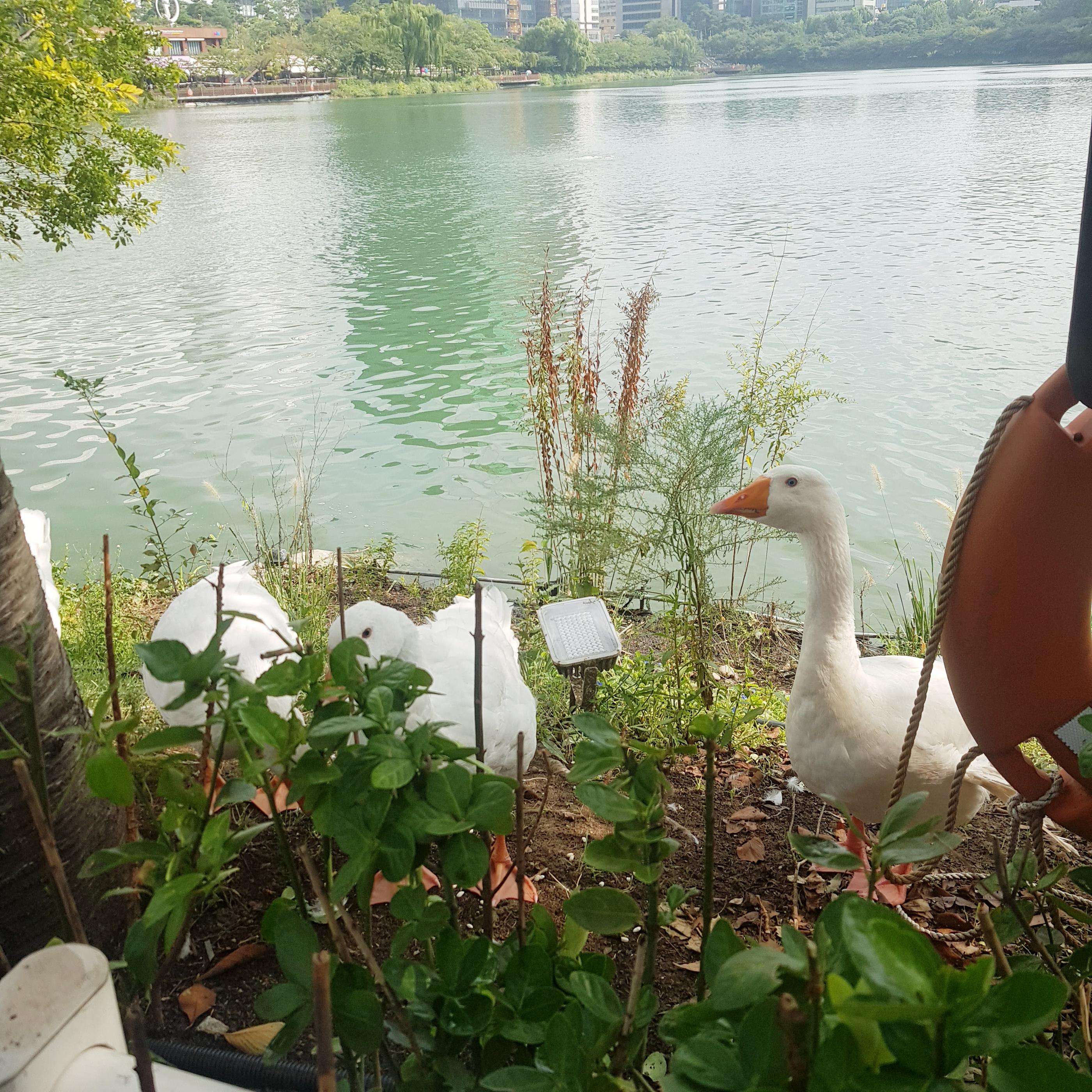 韓国、韓国の遊園地、ロッテワールド、ロッテタワー、ロッテモール、ソクチョンホス、韓国の湖、韓国のカフェ