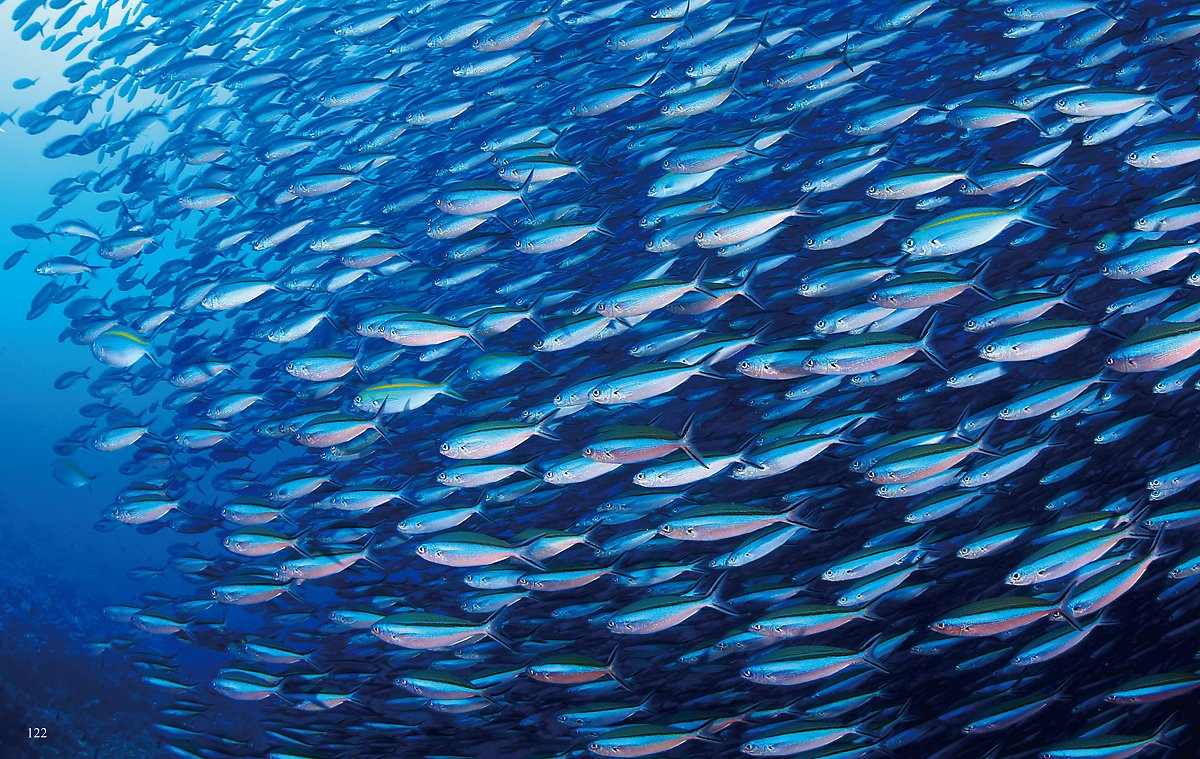 Origins of Fish Cake, It has different names in different cultures, but it