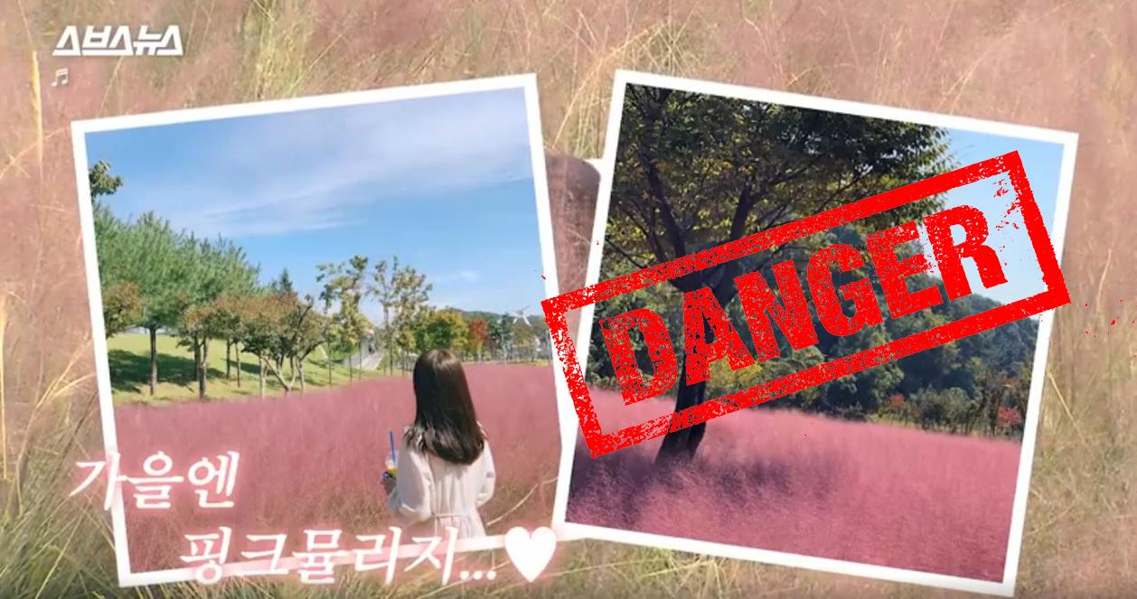 Được cả triệu người ở Hàn săn tìm nhưng cỏ hồng lại là thực vật CÓ HẠI? 