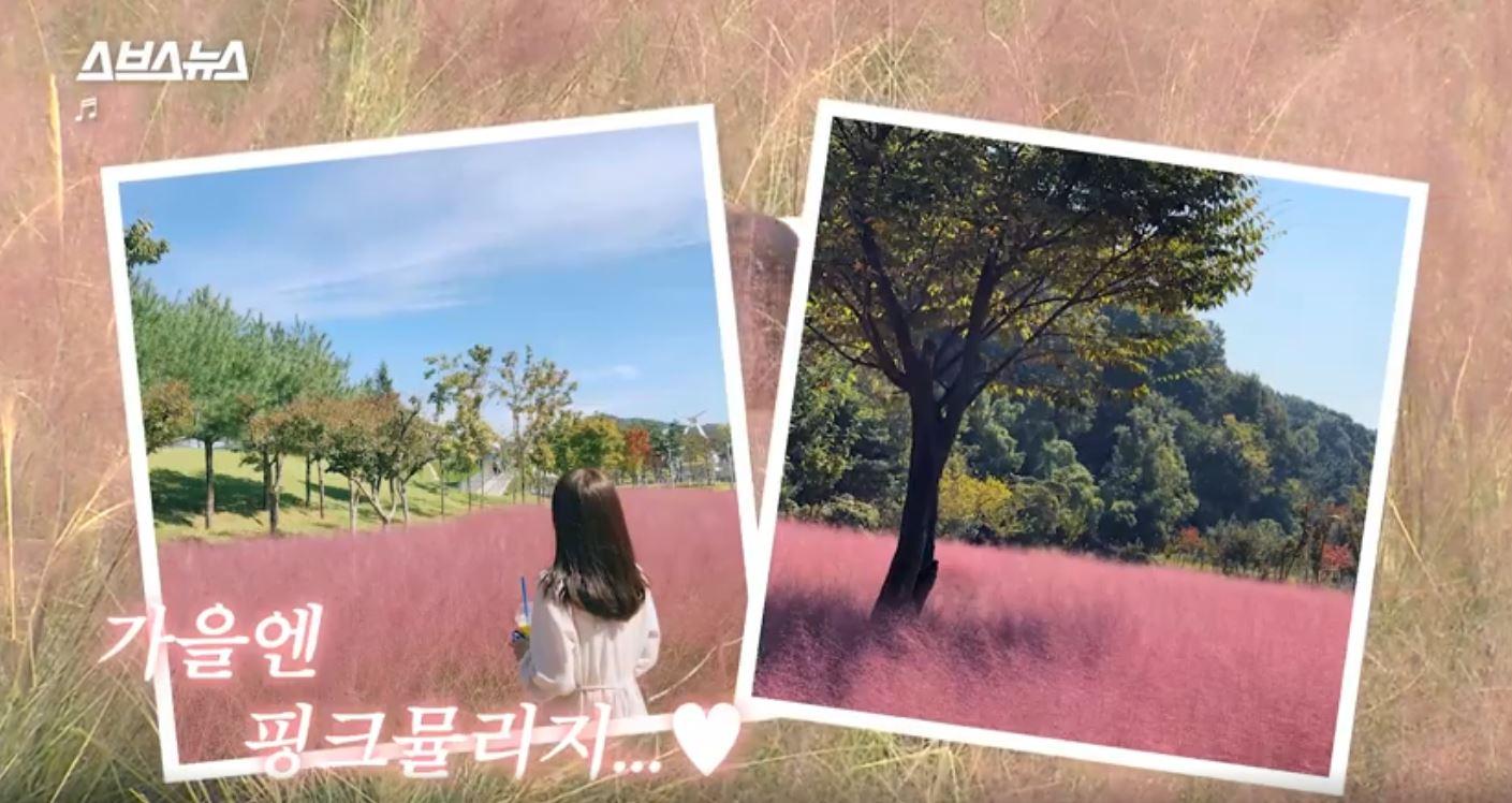 韓國粉黛亂子草粉色草叢以獨特美感在SNS上流行，吸引許多遊客拍照留影。