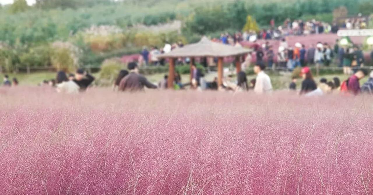 粉紅芒草將造成生態危害？