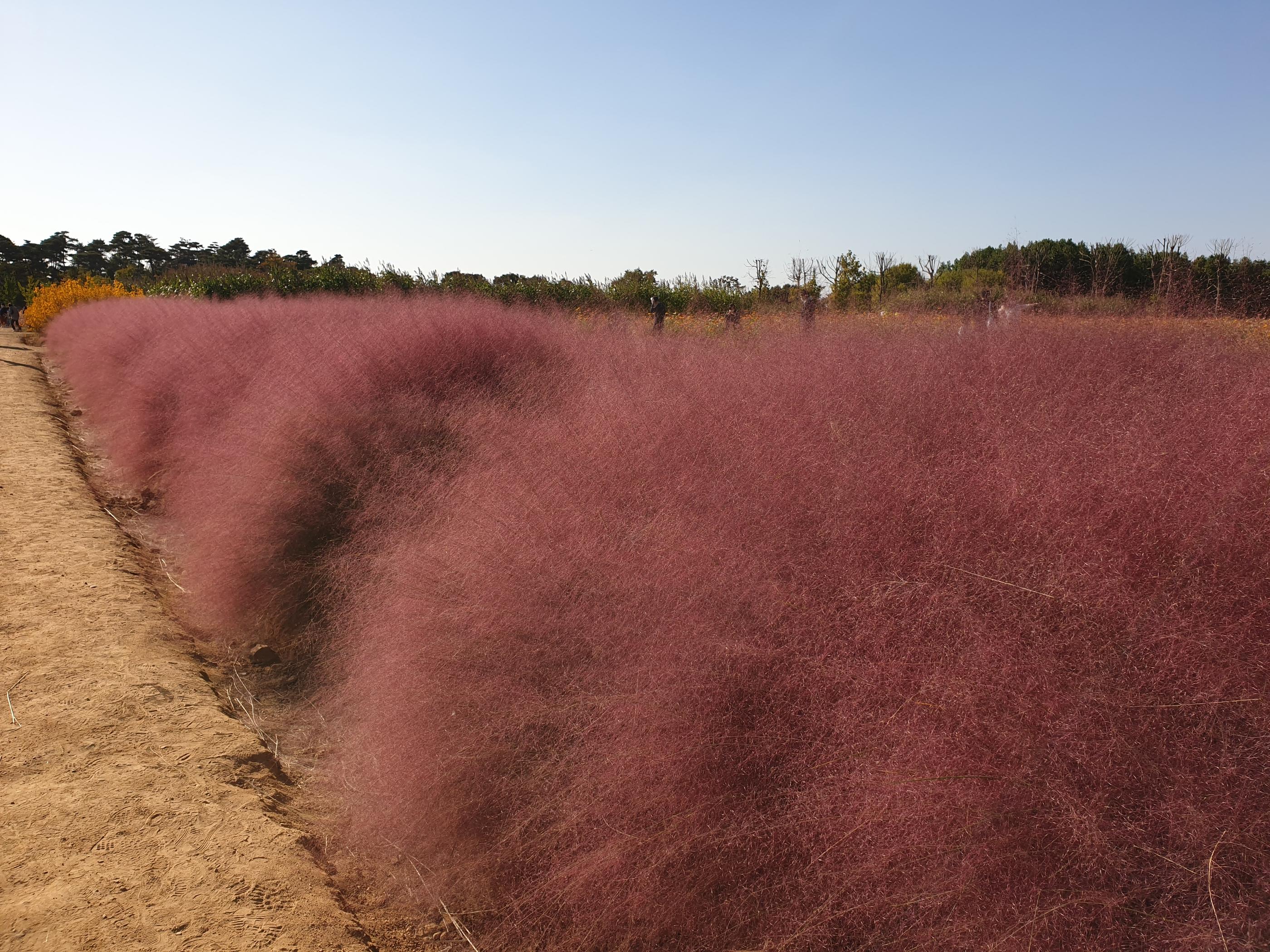 ภาพถ่ายของทุ่งหญ้า Pink Muhley ที่เต็มไปด้วยดอกหญ้าสีชมพูในฤดูใบไม้ร่วง ประเทศเกาหลีใต้