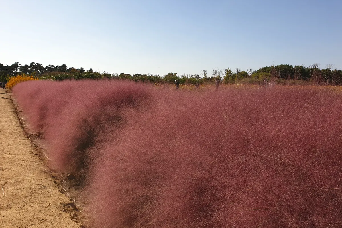粉色的粉黛亂子草在秋天的大自然裡，讓人感受到溫柔的粉紅色風景。