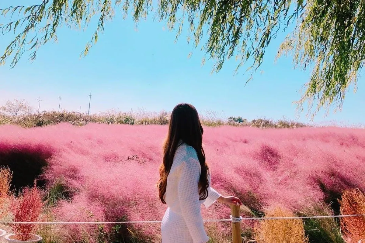 粉黛亂子草在韓國田園及公園地區廣泛種植，社交平臺上的流行風潮促進了擴散。