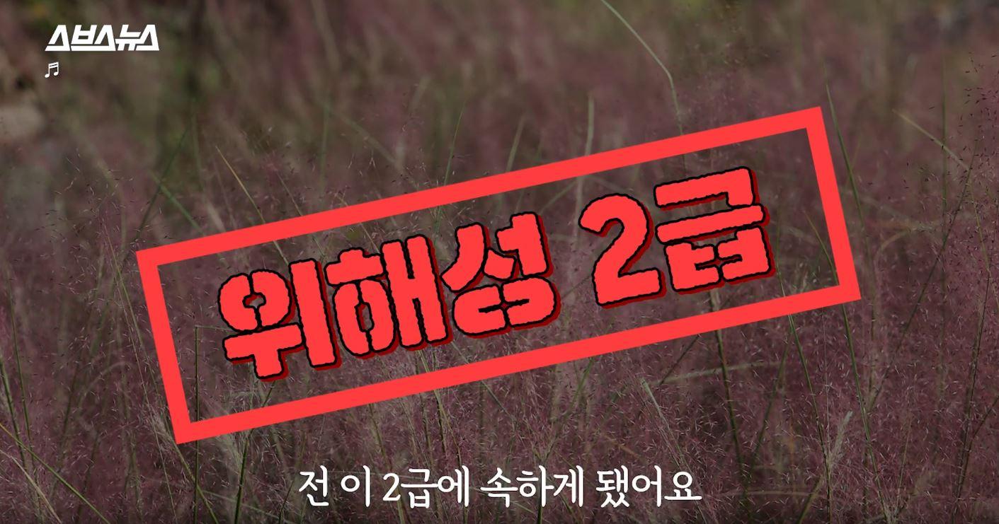 cỏ hồng có hại