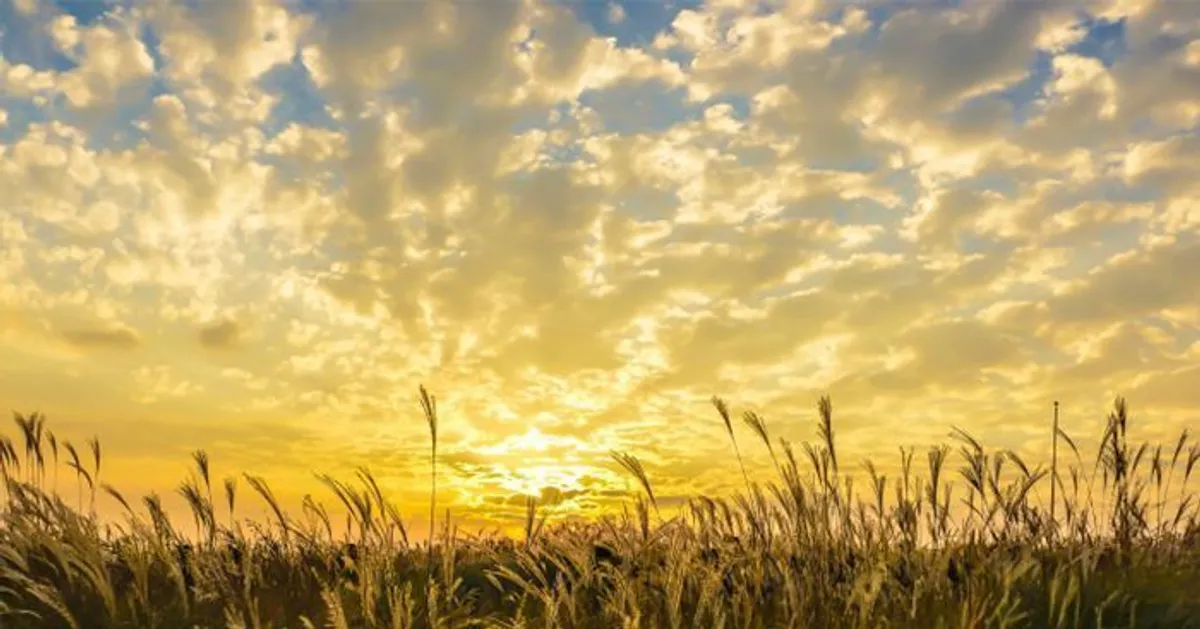 首爾天空公園的粉黛亂子草在夕陽映照下形成絢麗的視覺效果，吸引遊客駐足拍照。