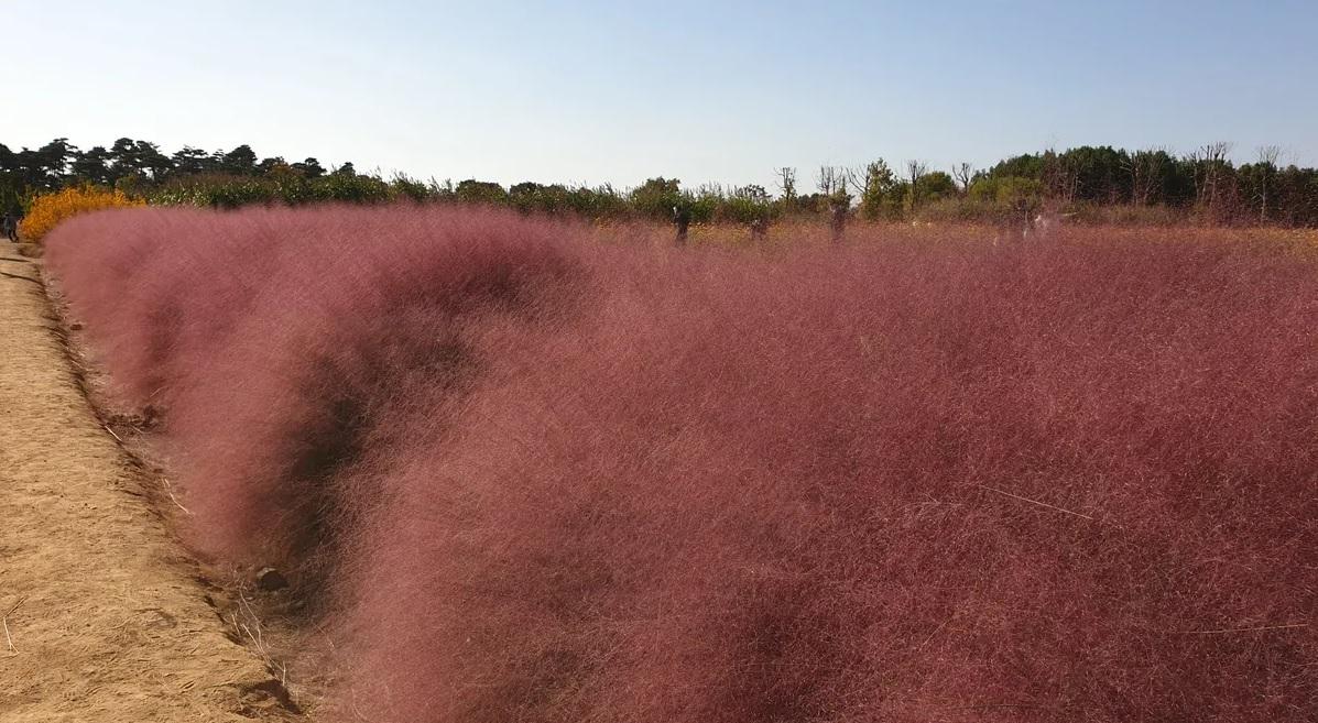 ทุ่งดอกหญ้าสีชมพูที่ลมนำใบที่เบาบางปลิว ตัดกับท้องฟ้าสีเข้มในวันที่แดดส่อง เป็นภาพที่งดงาม แต่ยังมีการเตือนว่าพืชชนิดนี้อาจเป็นอันตรายต่อระบบนิเวศ